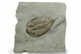 Dalmanites Trilobite Fossil - New York #270222-1